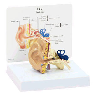 Budget version of ear anatomical model with full description.
