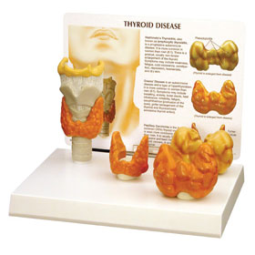 Thyroid - Anatomical Model