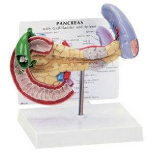 Pancreas, Gall Bladder & Spleen - Budget Anatomical Model