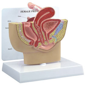 Female Pelvis - Budget Anatomical Model