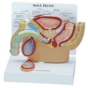 Male Pelvis & Testicle - Budget Anatomical Model