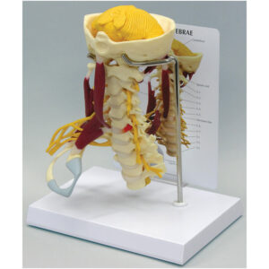 Muscled Cervical - Budget Anatomical Model