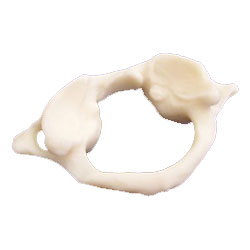 Atlas Bone Anatomical Model