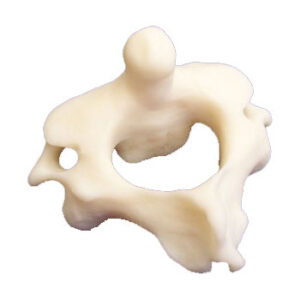 Axis Bone Anatomical Model