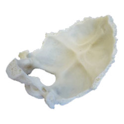 Occipital Bone Anatomical Model