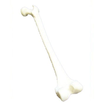 Femur Bone Anatomical Model