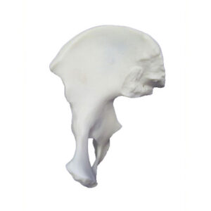 Pelvis Wing/Innominate Bone Anatomical Model