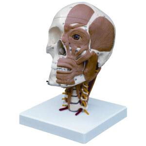 Half Muscled Skull on Muscled Cervical Vertebrae - Anatomical Model