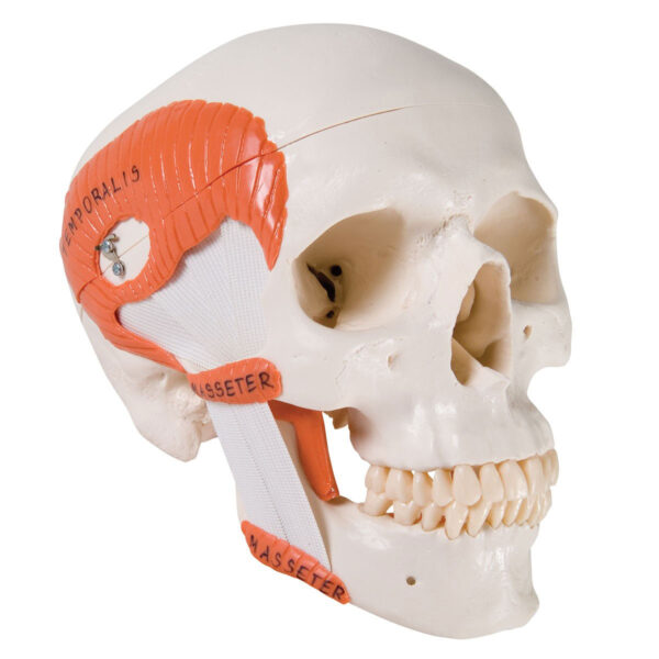 Skull Anatomical Model - Temporomandibular Ligaments