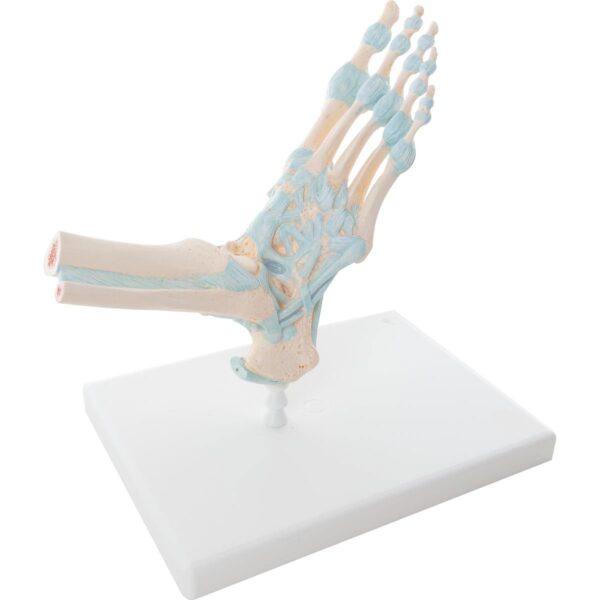 Skeletal Foot with Ligaments - Anatomical Model
