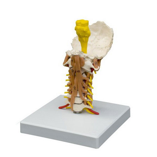 Muscled Cervical Vertebrae & Skull Base Anatomical Model