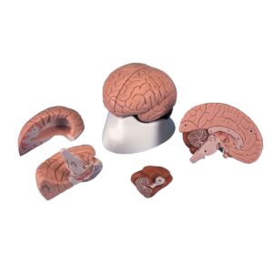 4-Part Brain Anatomical Model