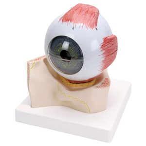 7-Part Eye Anatomical Model