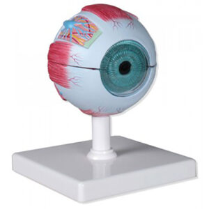 6-Part Eye Anatomical Model