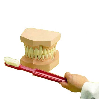 Teeth with Toothbrush Anatomical Model