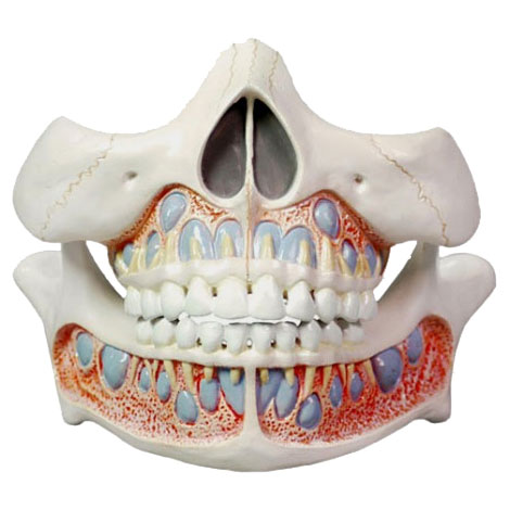 Life Size Deciduous Teeth Anatomical Model