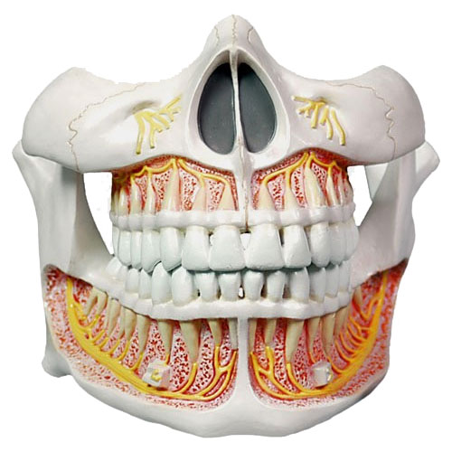 Life Size Permanent Teeth Anatomical Model
