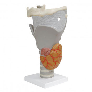 Functional Larynx Anatomical Model