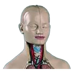 Head for Half Size Torso Anatomical Model