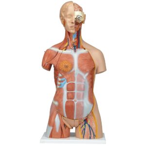 Torso & Head Anatomical Model - 31 Parts