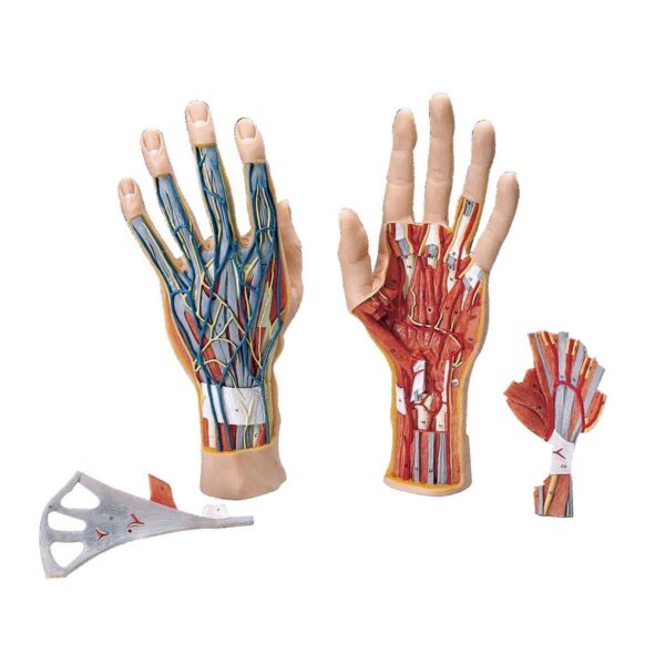 Hand Anatomical Model - 3 Parts