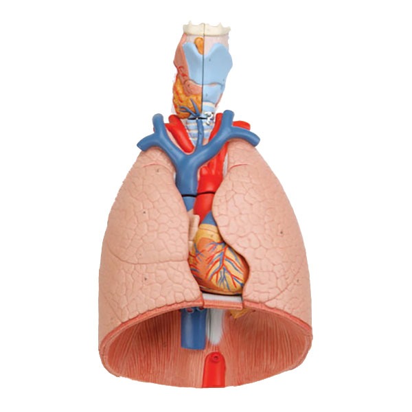 Heart & Lungs Anatomical Model - Life-Size