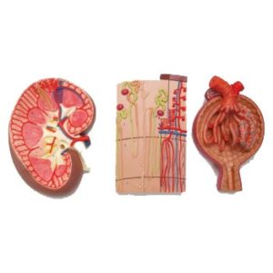 Urinary System Anatomical Model - Kidney, Nephron & Glomerulus