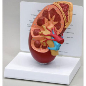Kidney & Adrenal Section - Budget Anatomical Model