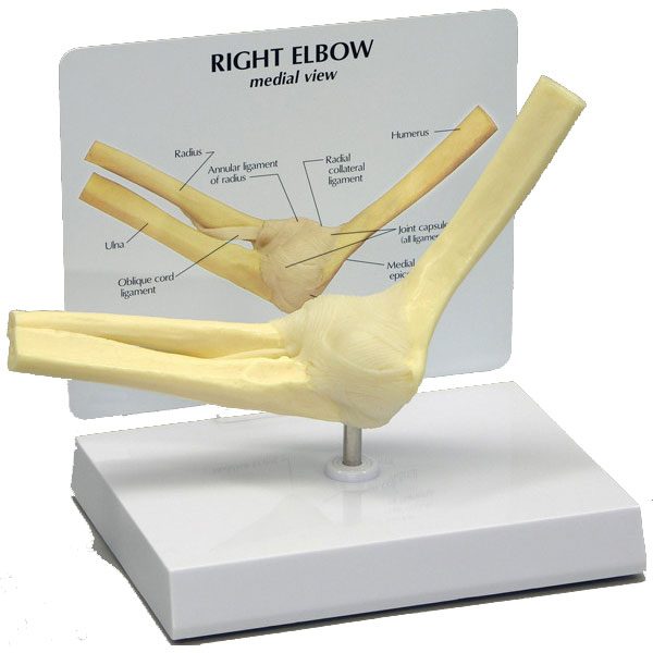 elbow - Anatomical Model