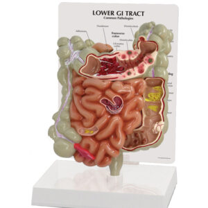 GI Tract - Anatomical Model