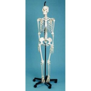 Female Skeleton - Anatomical Model