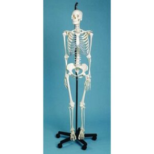 Male Skeleton - Anatomical Model