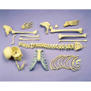 Disarticulated Full Skeleton - Anatomical Model