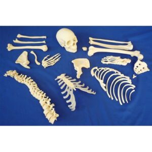 Disarticulated Half Skeleton 2 Part Skull - Anatomical Model