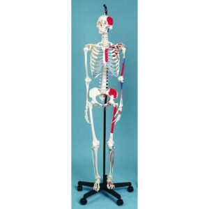 Skeleton Showing Muscular Attachments - Anatomical Model