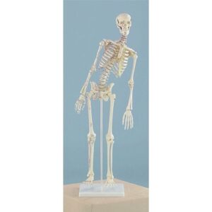 Miniature Skeleton Flex Spine Muscle Attachment - Anatomical Model