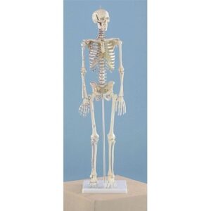 Miniature Skeleton Rigid Spine Muscle Attachment - Anatomical Model