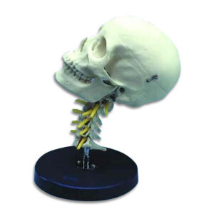 Painted Skull with Spine Anatomical Model