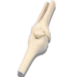 Knee - Anatomical Model