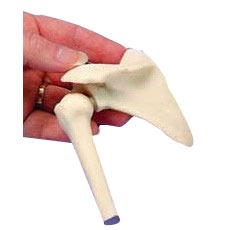 Shoulder Miniature Joint - Anatomical Model