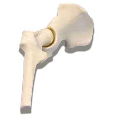 Hip Miniature Joint - Anatomical Model