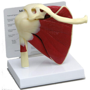 Muscled Shoulder - Anatomical Model