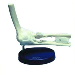 Elbow Joint Ligamented - Anatomical Model