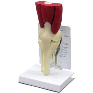 Muscled Knee - Anatomical Model
