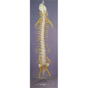 Flexible Spine Medical Nerves - Anatomical Model