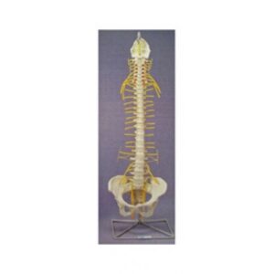 Rigid Spine Medical - Anatomical Model