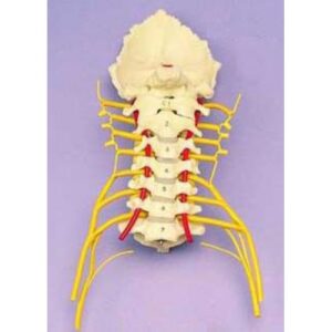 Cervical Vertebrae Skull Base - Anatomical Model