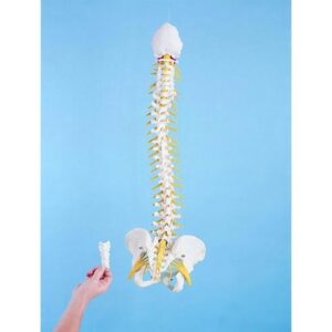 Flexible Spine - Anatomical Model