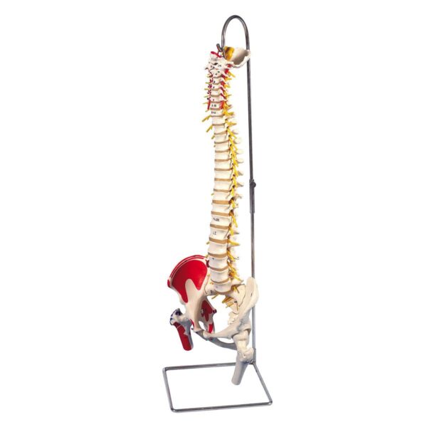 Flexible Spine, Medical, With Nerves And Pelvis