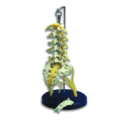 Flexible Lumbar Spine Anatomical Model